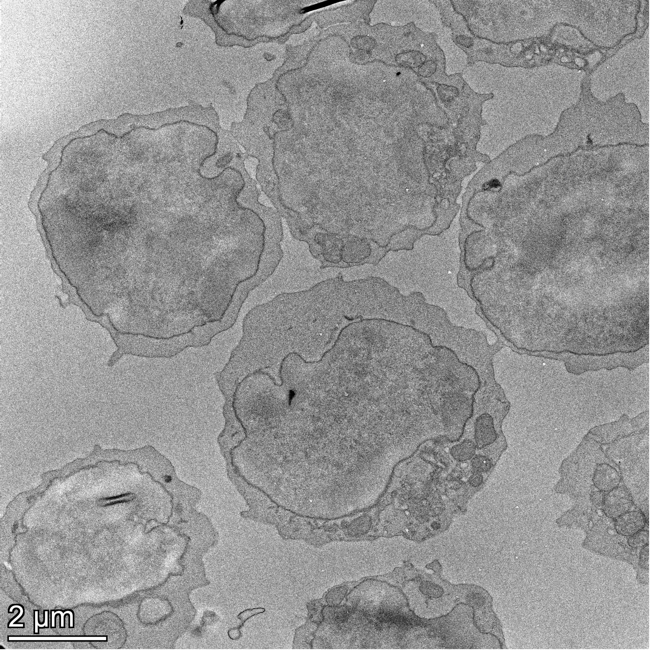 Naive T cells from Spleen