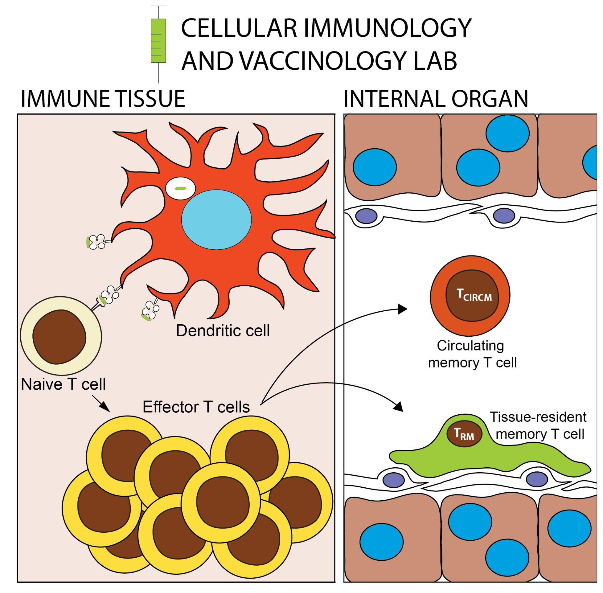 Schematic showing activation of naive T cells by dendritic cells and the formation of circulating and tissue-resident memory T cells.